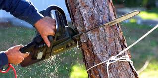 Professional Tree Services in Inez, TX