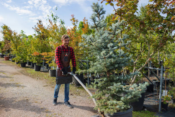 How Our Tree Care Process Works  in  Inez, TX